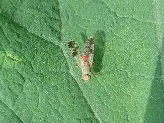 Donkere klitboorvlieg