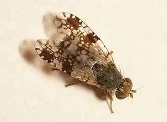 Groot-streepzaadboorvlieg