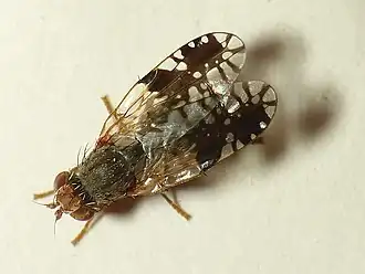 Bitterkruidboorvlieg