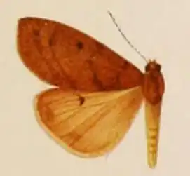 Teracotona jacksoni