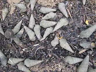 Terebralia palustris