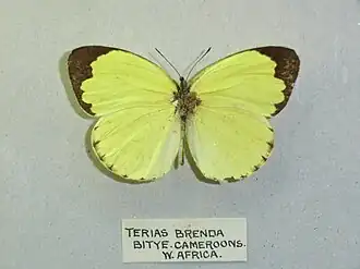 Eurema senegalensis