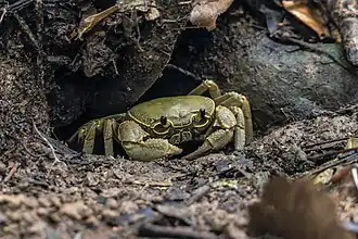 Terrapotamon phaibuli