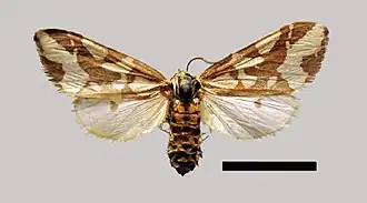 Tessellota cancellata