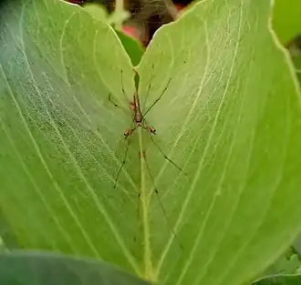Tetragnatha hasselti