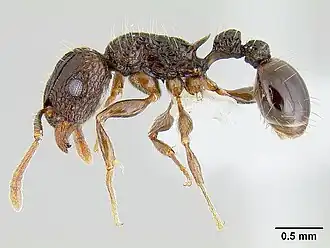 Tetramorium validiusculum