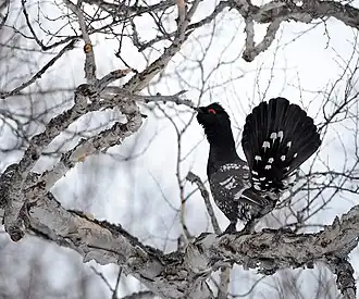 Rotsauerhoen (Tetrao urogalloides) in Biosfeerreservaat Kronotski van Rusland.