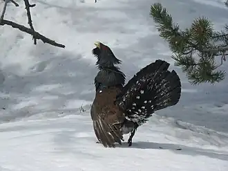 Tetrao urogallus aquitanicus met een radiozender op de rug in Nationaal Park Aigüestortes in Spanje