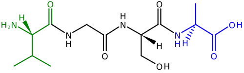 Een polypeptide bestaande uit vier gebonden aminozuren. Links zit de N-terminus, met zijn amino (H2N) group in het groen. De blauwe C-terminus, met zijn carboxylgroep (CO2H) ligt rechts.