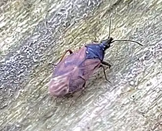 Tetraphleps bicuspis