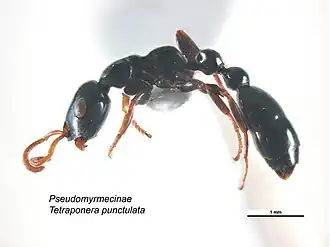 Tetraponera punctulata