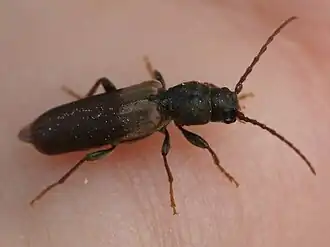 Doffe dubbeloogboktor