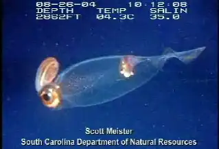 Teuthowenia megalops