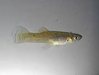 Gambusia speciosa