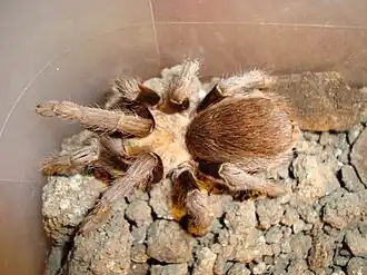 Aphonopelma harlingenum
