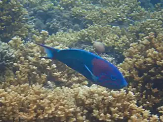 Thalassoma grammaticum