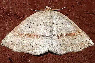 Thallophaga taylorata