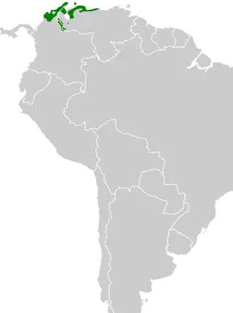 Zwartrugmierklauwier