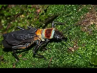 Thaumatoperla robusta