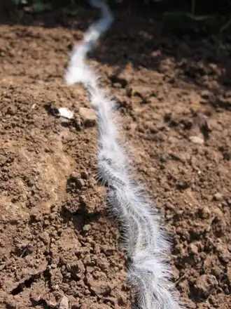 Thaumetopoea solitaria