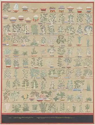 Medicinale planten uit de Tibetaanse geneeskunde, plaat uit de Blauwe beril van Sanggye Gyatso, regent van de vijfde dalai lama