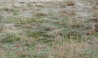 Associatie van buntgras en heidespurrie