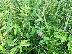 Een close-up van de associatie