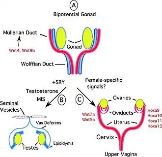 A. Voor de overgang van embryo naar foetus zijn de gonaden, gangen van Wolff (blauw) en gangen van Müller (rood) van de gonadale richel bipotentieelB. Bij aanwezigheid van een SRY-gen activeert deze SOX9 en differentiëren de gonaden van de teelballen die zowel het antimüllerseganghormoon (AMH) produceren om de gangen van Müller uit te schakelen als testosteron om de differentiatie van de gangen van Wolff te stimulerenC. In afwezigheid van SRY differentiëren in de regel de eierstokken zich, degenereren de gangen van Wolff en ontwikkelen de gangen van Müller zich tot een eenvoudige zuilvormige epitheelbuis die zich differentieert tot de eileiders, baarmoeder, baarmoederhals en het bovenste deel van de vagina