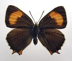 Museumexemplaar vrouwtje