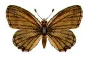 Theclinesthes sulpitius