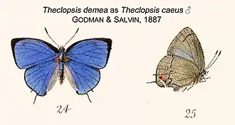Theclopsis demea