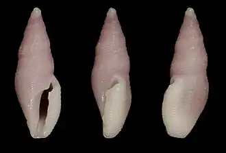 Thelecythara dominguezi