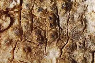 Vals speldenkussentje