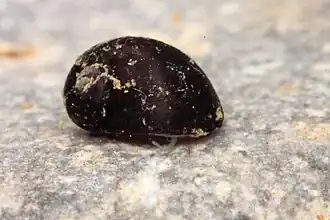 Theodoxus prevostianus