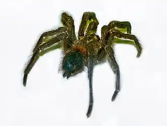 Aphonopelma rubropilosum