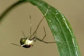 Theridion varians cyrenaicum