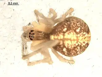 Theridion agrifoliae