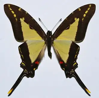 Protographium dioxippus