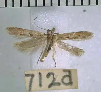 Thiotricha oleariae