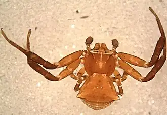 Thomisus machadoi