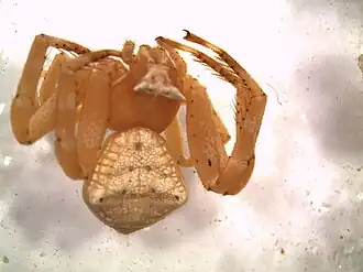 Thomisus unidentatus