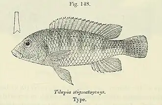 Thoracochromis stigmatogenys