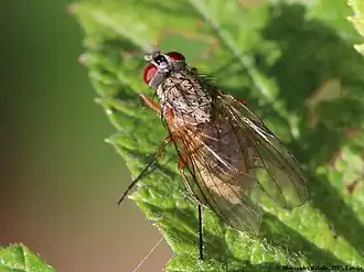 Thricops simplex