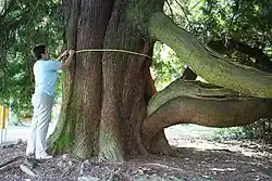 De reuzenlevensboom van Hastière-par-delà.