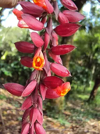 Thunbergia coccinea