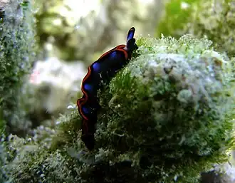 Thuridilla indopacifica