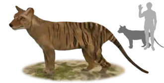 Thylacinus potens
