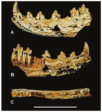 Thylacinus yorkellus