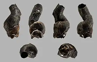 Thylacodes colubrinus