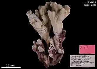 Thylacodes hadfieldi